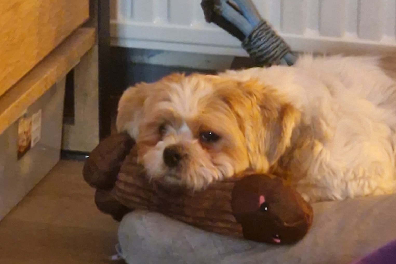 Dog with n..... dick