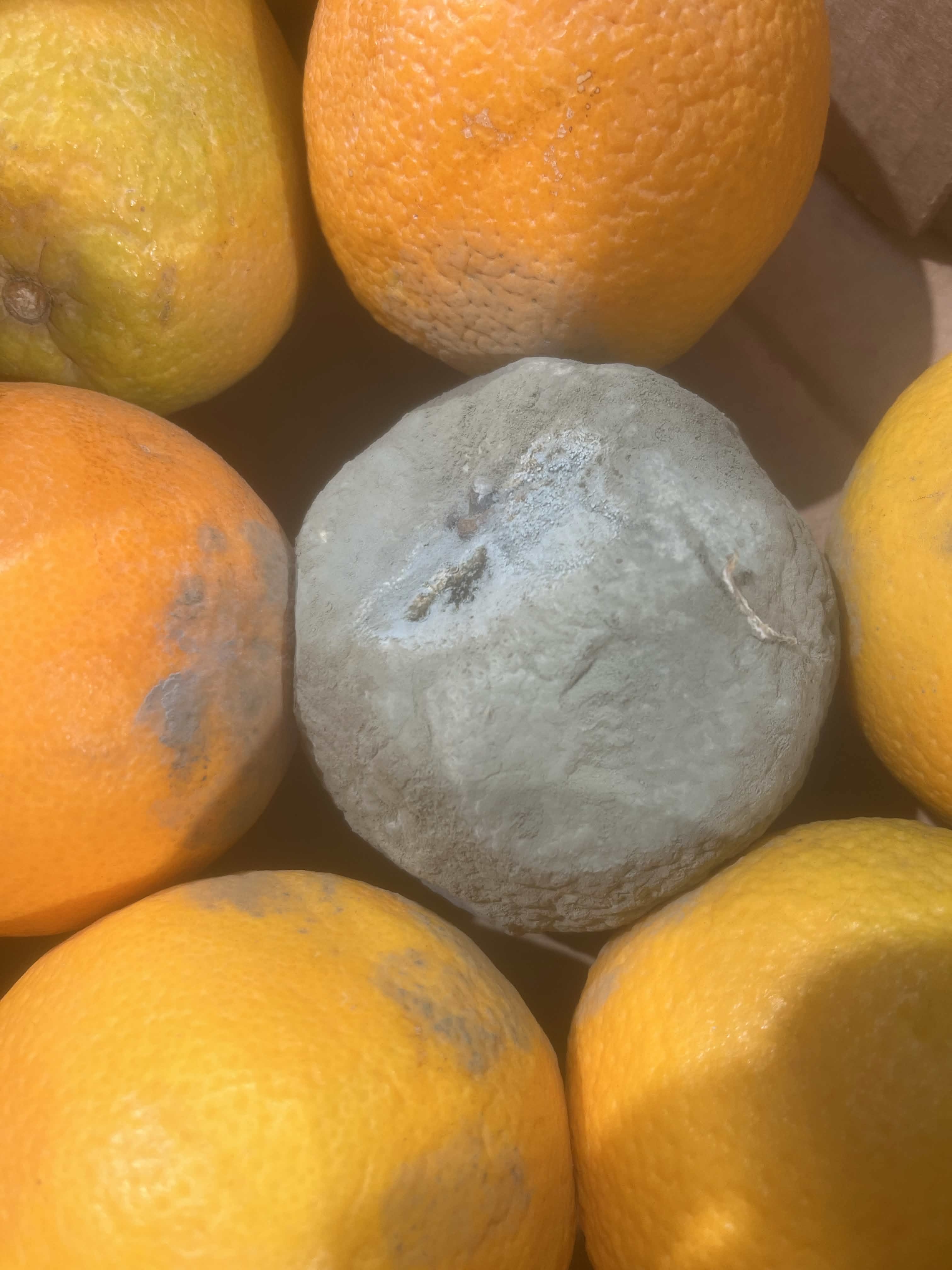 Moldy orange